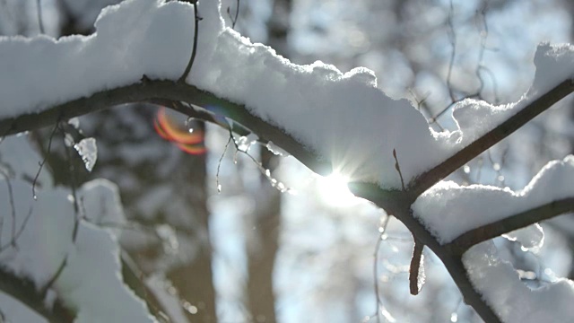 冬天的森林里蜷缩着女巫厚厚的一层雪