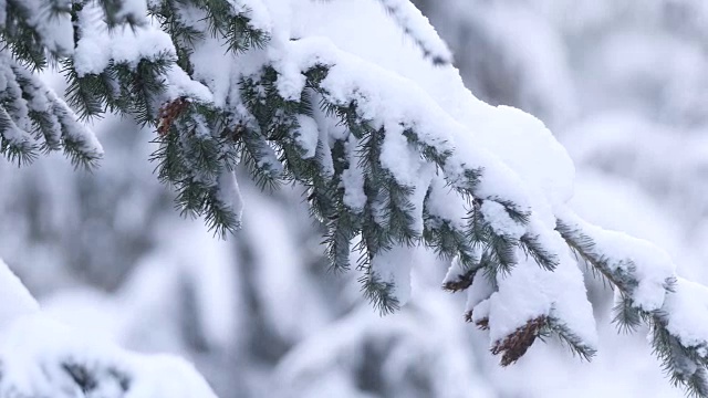 近距离看被雪覆盖的树枝。