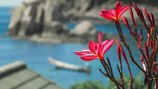 鲜艳的红花鸡蛋花在海湾前流动，一些巨大的花岗岩和散焦长尾船在风中摆动