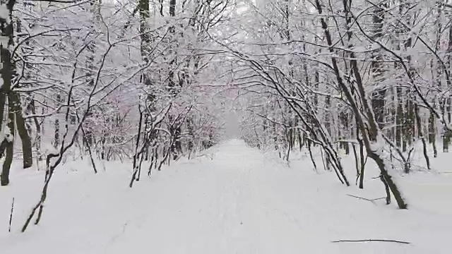 雪中的冬日森林