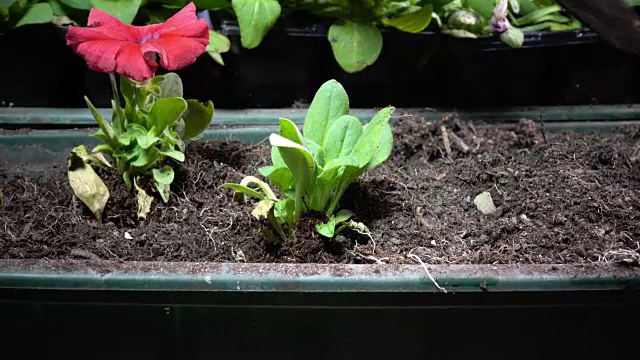 近距离女性的手在经济手套种植矮牵牛花幼苗在花园盒子