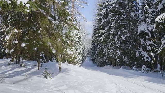 冬季森林和被雪覆盖的树木