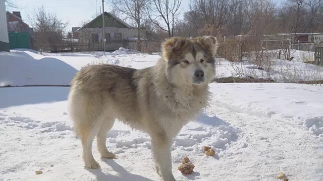 一只大流浪狗站在雪地里