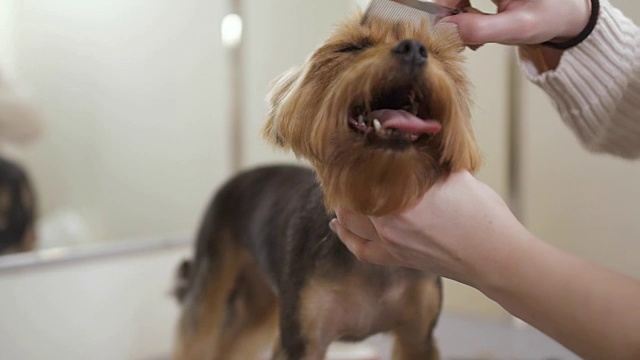 专业造型师梳理约克郡犬的皮毛