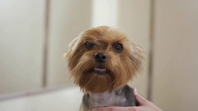 可爱的约克郡犬在晾干皮毛时喜欢热空气