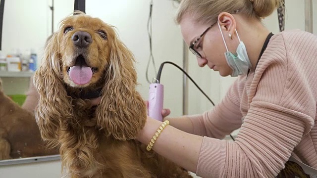 美容师在沙龙用剃须刀剃可卡犬
