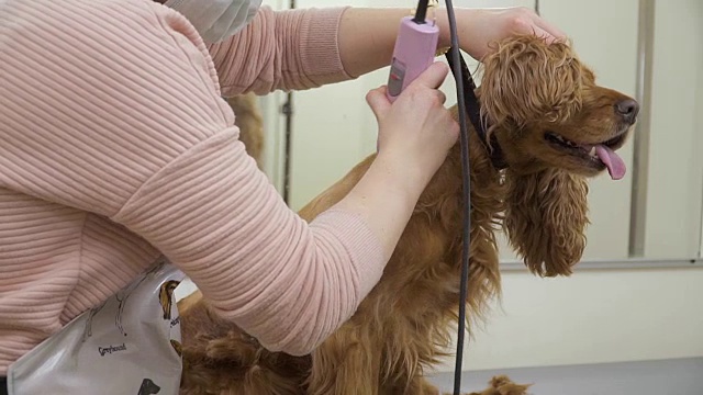 专业造型师在美容院为可卡犬剃毛