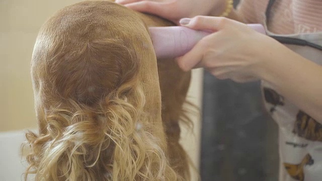 发型师在沙龙修剪可卡犬
