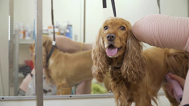 美容院可卡犬毛皮剃须程序