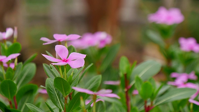 花背景，热带花粉红色腺