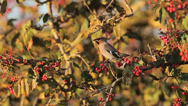 蜂鸟(Bombycilla garrulus)从树上收集浆果
