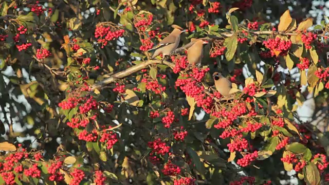 蜂鸟(Bombycilla garrulus)从树上收集浆果