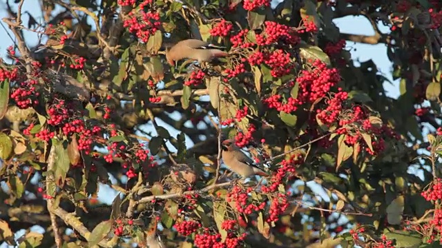 蜂鸟(Bombycilla garrulus)从树上收集浆果
