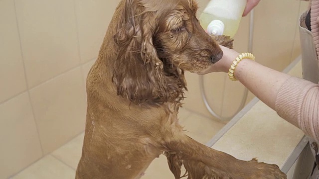 美容师在动物园沙龙洗金可卡犬