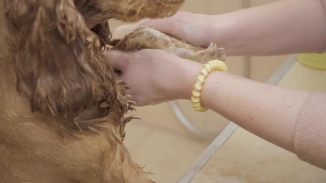 美容师清洗可卡犬的毛皮