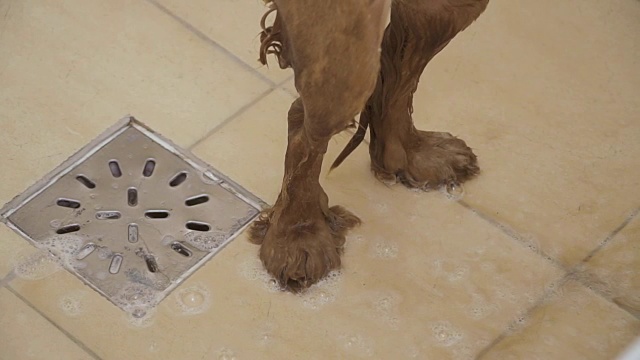 金色可卡犬的湿爪子
