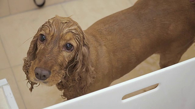 可爱的湿可卡犬