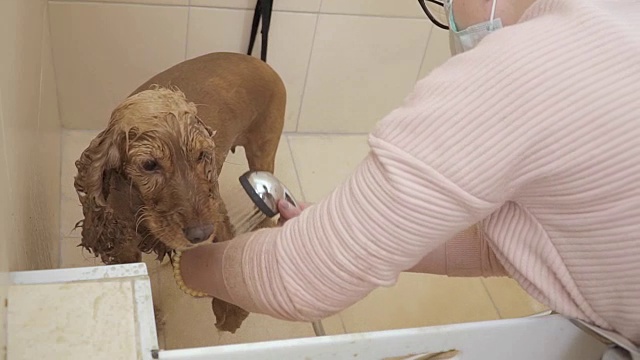 一名妇女在洗澡的时候给一只金色的可卡犬洗澡