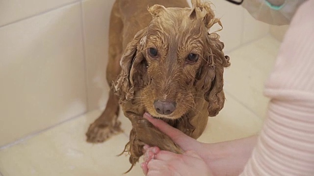母犬在清洗金色猎犬的爪子