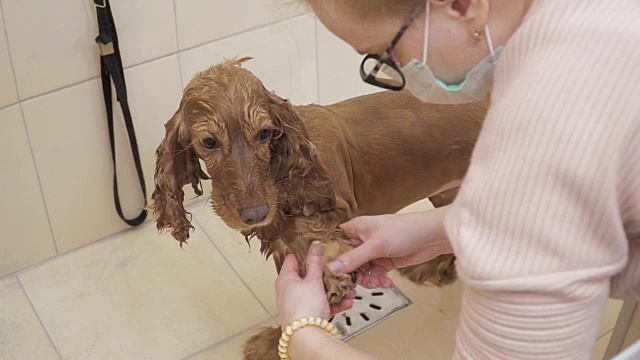 一位女士在浴室里清洗可卡犬