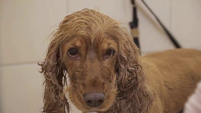 可卡犬毛皮干燥工艺研究