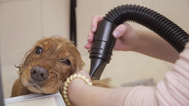 淋雨后雌可卡犬的毛皮变干