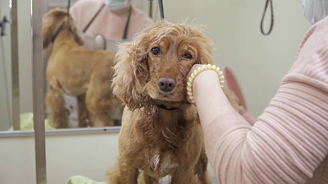 美容师梳理可卡犬的皮毛