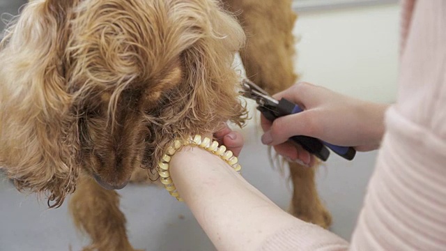 女人剪可卡犬的指甲