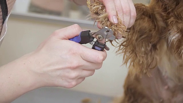 女性用剪子剪可卡犬的指甲