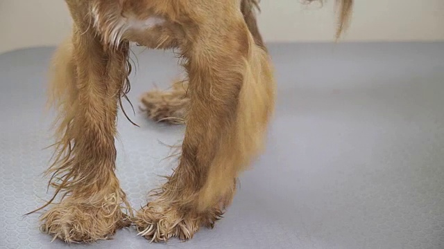 梳理者干燥金色可卡犬的爪子