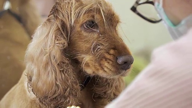 可爱的可卡犬在动物沙龙烘干他的皮毛的肖像