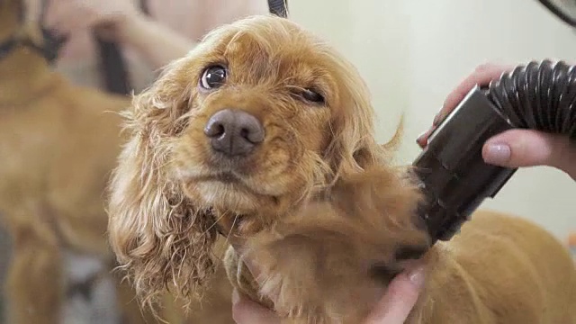 可爱的可卡犬在晾干皮毛时保持冷静
