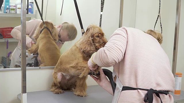 一个女人在沙龙里晾干可卡犬的毛皮