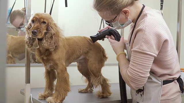 美容师在美容院烘干金毛犬的皮毛