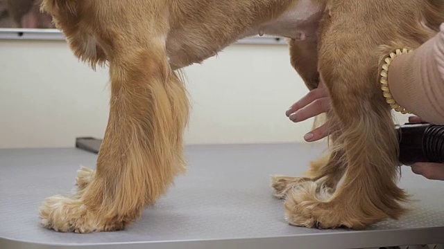 梳理者干燥金色可卡犬的爪子