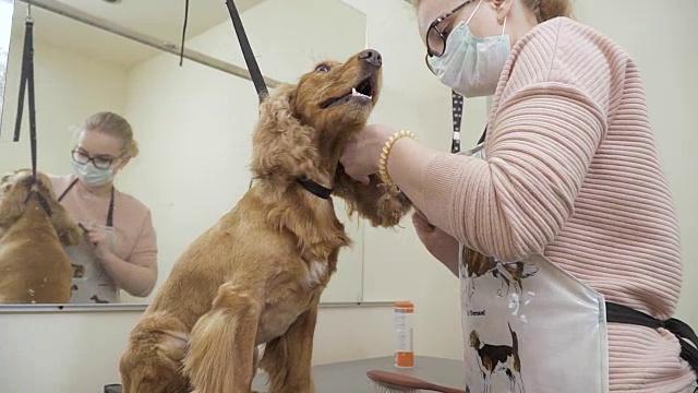 美容师梳理可卡犬耳朵上的毛发