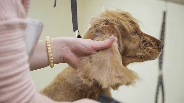 美容师干燥梳梳可卡犬的毛皮