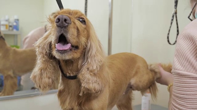 美容师在可卡犬爪子上剪指甲