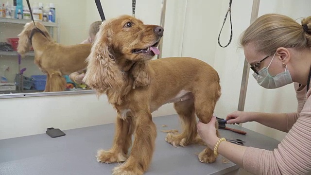 梳理和剪毛的金色可卡犬