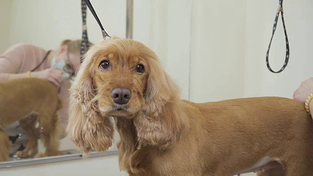 美容师剪短可卡犬的毛皮