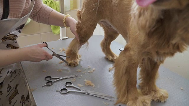 美容师剪金色可卡犬的毛皮