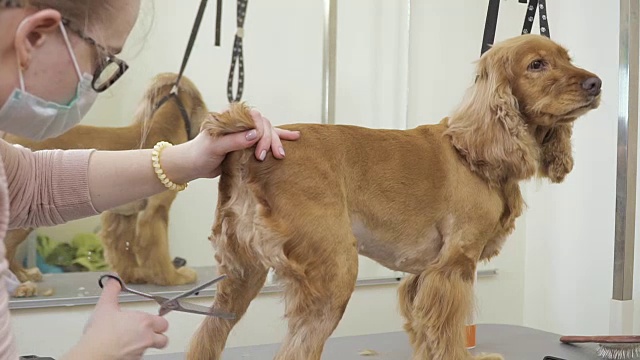 美容师剪下可卡犬的金色毛皮