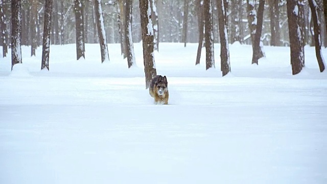 牧羊犬。牧羊犬在雪地里奔跑