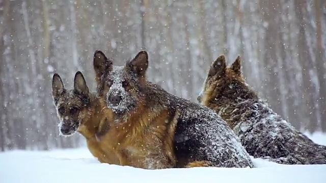 牧羊犬。牧羊犬在雪地里奔跑