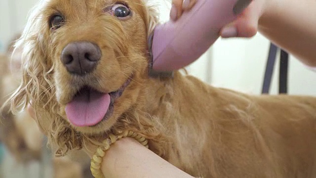 美容师用剃刀刮可卡犬的皮毛