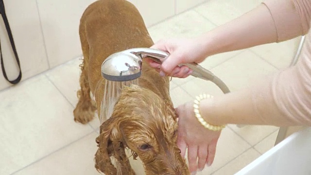 女人在洗澡和淋浴中洗金色的可卡犬