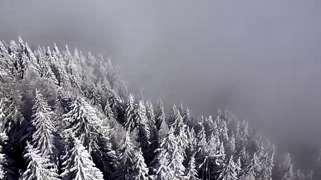 鸟瞰图的雪树在冬天的时间