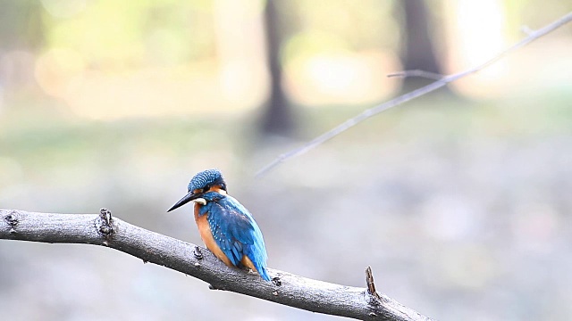 鸟，普通翠鸟(Alcedo atthis)，颜色很漂亮