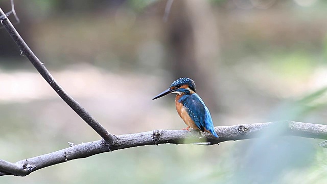 鸟，普通翠鸟(Alcedo atthis)，颜色很漂亮