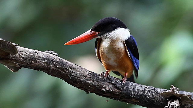 鸟，黑顶翠鸟(Halcyon pileata)